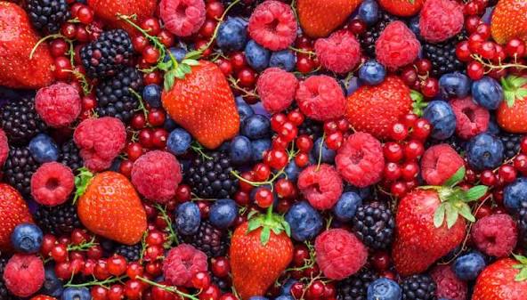 Ventilación para cultivo de berries bajo invernadero