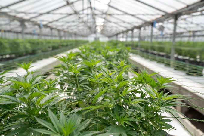 Ventilación para cultivo de cannabis bajo invernadero