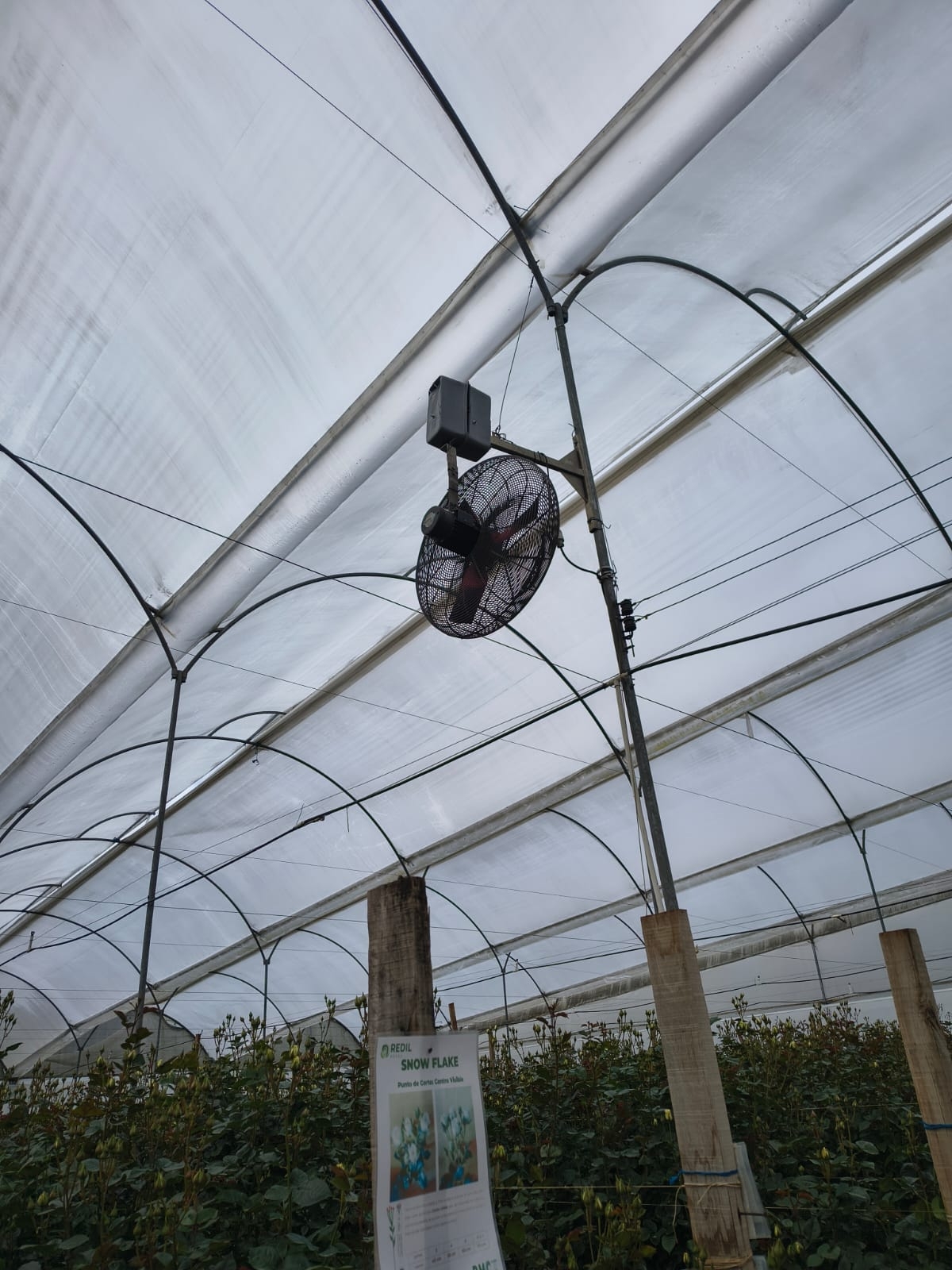 Programador de ventilación en invernadero de rosas