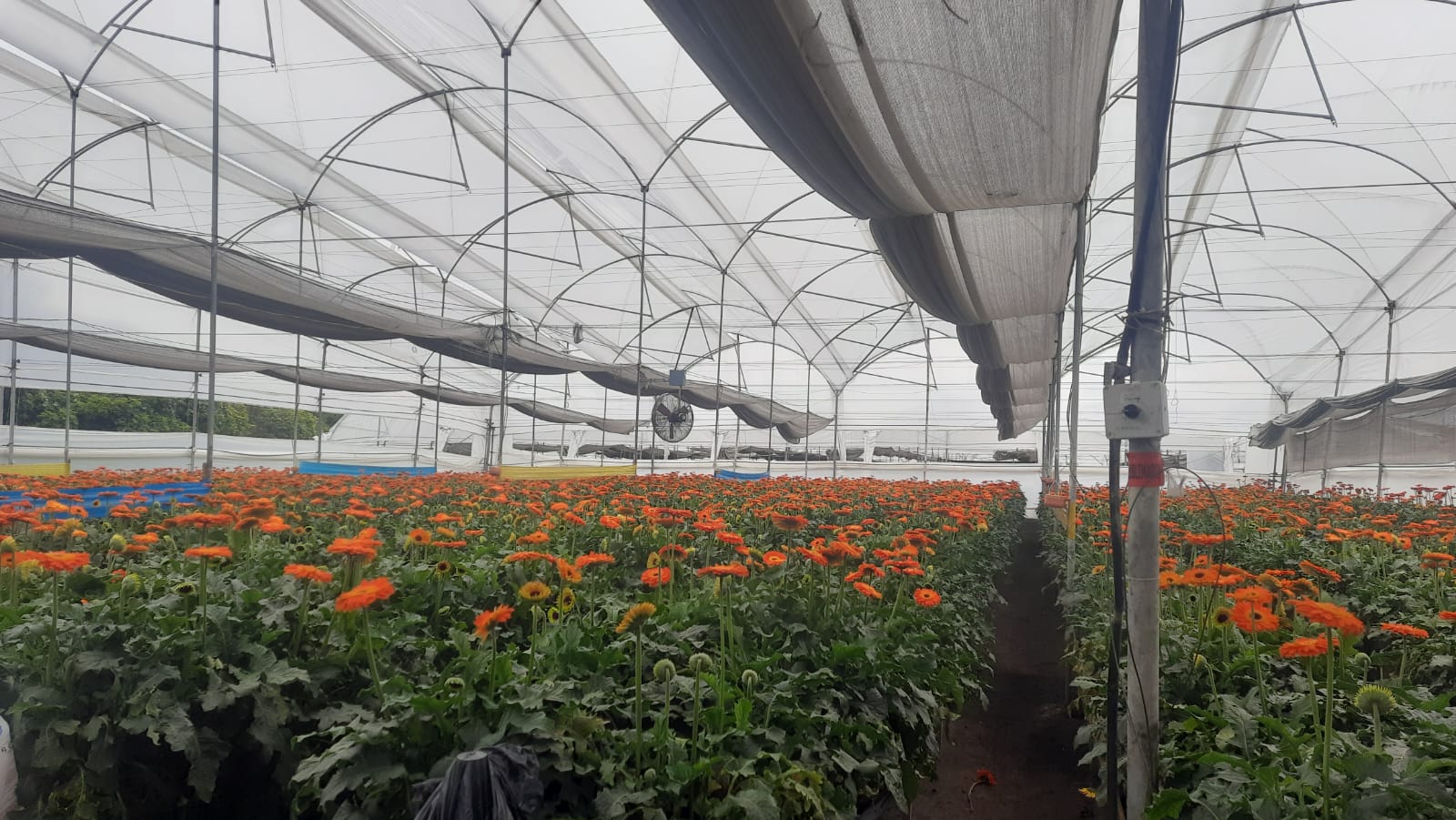 Técnico verificando ventilador en cultivo de gerberas