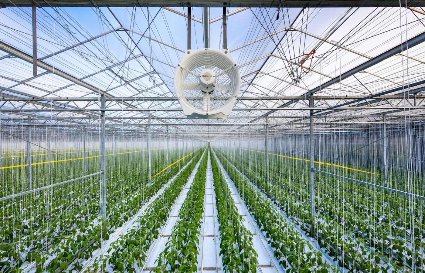 Ventilador de cesta en invernadero de cultivo en hilera